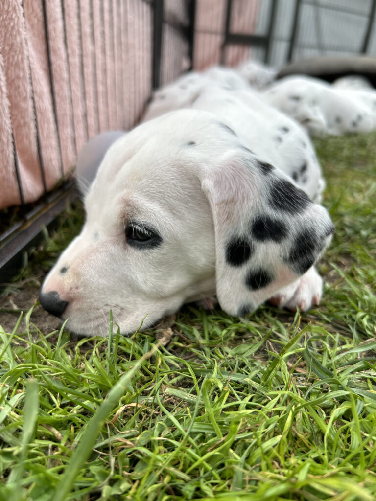 Czy mokra karma dla szczeniaka sprawdzi się przy wrażliwym układzie pokarmowym?